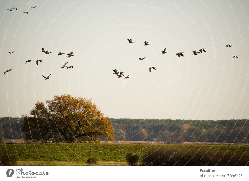 Crowded airspace over the Oder River. Startled flock of geese flies over the tops of the trees Goose Bird Animal Exterior shot Colour photo Day Wild animal