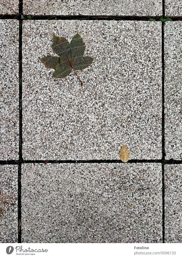 Two fallen leaves lie on stone slabs. One large and one small. One has been lying for a while. It is soaked. The small one seems to have just sailed down. Leaf