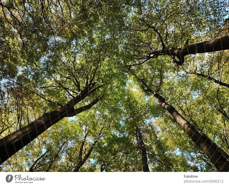 Looking up in the forest is so beautiful. A roof of leaves seems to protect me. Lightly the cloudless sky shines through the canopy of leaves. Forest trees