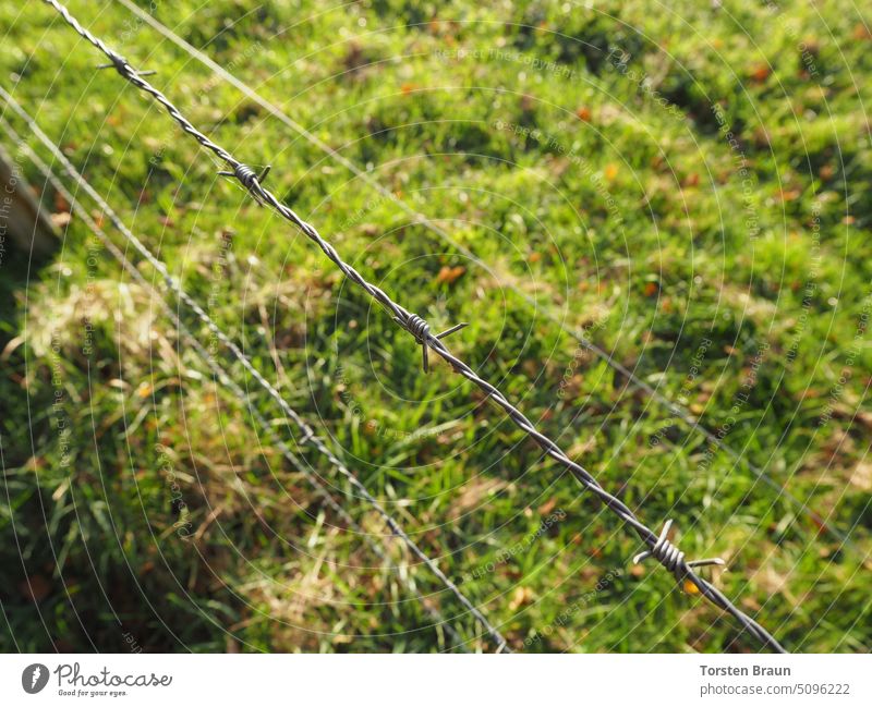 The greener grass on the other side - barbed wire fence on a pasture with cobwebs border fence Barbed wire Barbed wire fence Thorn Border Cross border Meadow