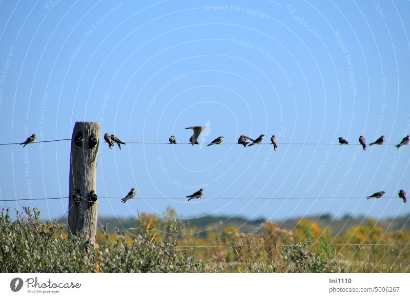 Swallow meeting at the pasture fence Nature Summer young swallows Wire stake Pasture fence Meadow Fenced in Blue sky group Swallow Meeting Sit meetings