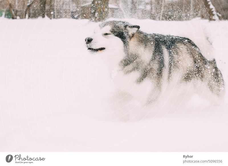 Alaskan Malamute Playing Outdoor In Snow, Winter Season. Playful Pets Outdoors pedigreed motion outdoor run purebred mammal large pure bred popular running dog