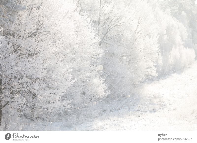 Beautiful Snowy White Forest In Winter Frosty Day. Winter Woods cold winter branch beautiful tree scene park forest landscape day outdoor snow-covered snowy
