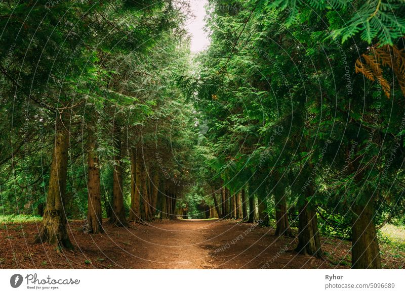 Walkway Lane Path Through Green Thuja Coniferous Trees In Forest. Beautiful Alley, Road In Park. Pathway, Natural Tunnel, Way Through Summer Forest Cupressaceae