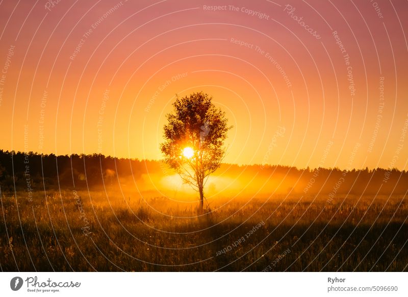 Sunset Sunrise In Misty Autumn Meadow Landscape With Lonely Tree. Sun Sunshine With Natural Sunlight Through Wood Tree In Morning. Beautiful Scenic View. Autumn Nature Of Belarus Or European Part Of Russia