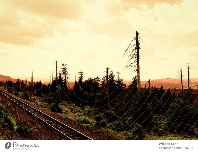 Railroad track in destroyed landscape with coniferous trees against orange sky. dystopic Utopian Threat Sky Railway rail Coniferous trees conifers Landscape