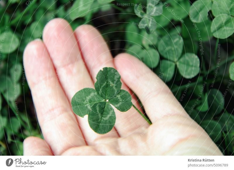 one hand holds a four-leaf clover Clover Cloverleaf Four-leaved leaves Happy Good luck charm symbol Sign Hand Find stop Love fortunate out Meadow Nature Plant