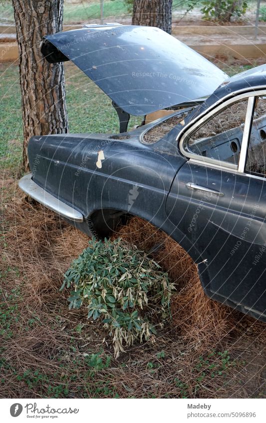 Planted discarded old English luxury sedan with open trunk in a park-like garden in Güzelbahce near Izmir on the Aegean Sea in the Turkish province of