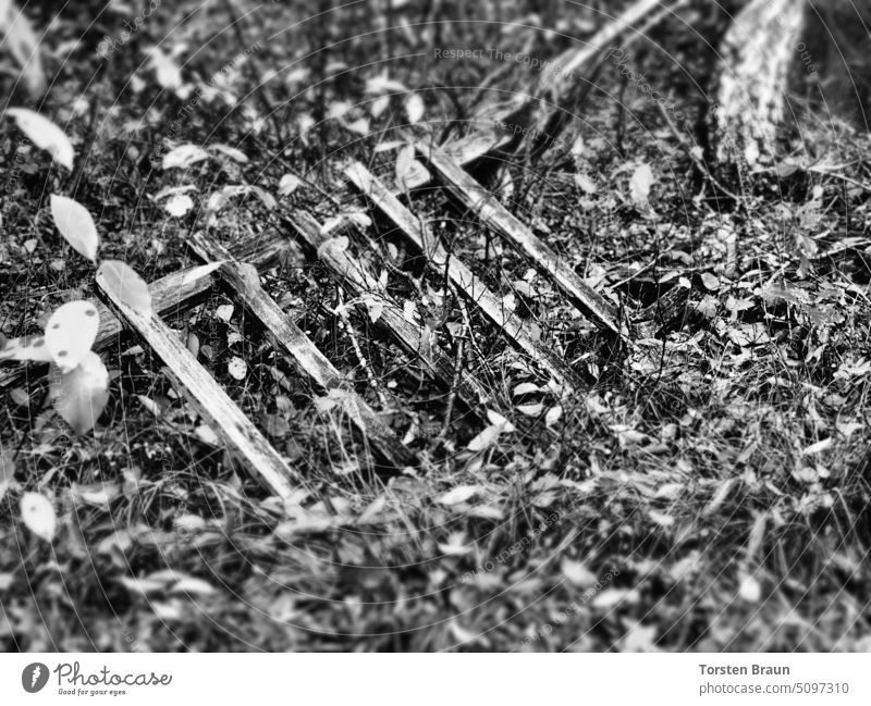 Eingewachsen – umgefallener Holzzaun im Wald Zaun holz eingewachsen Blatt Blätter Verfall verfallen Verwitterung Unterholz verwittert Monochrome schwarz-weiß