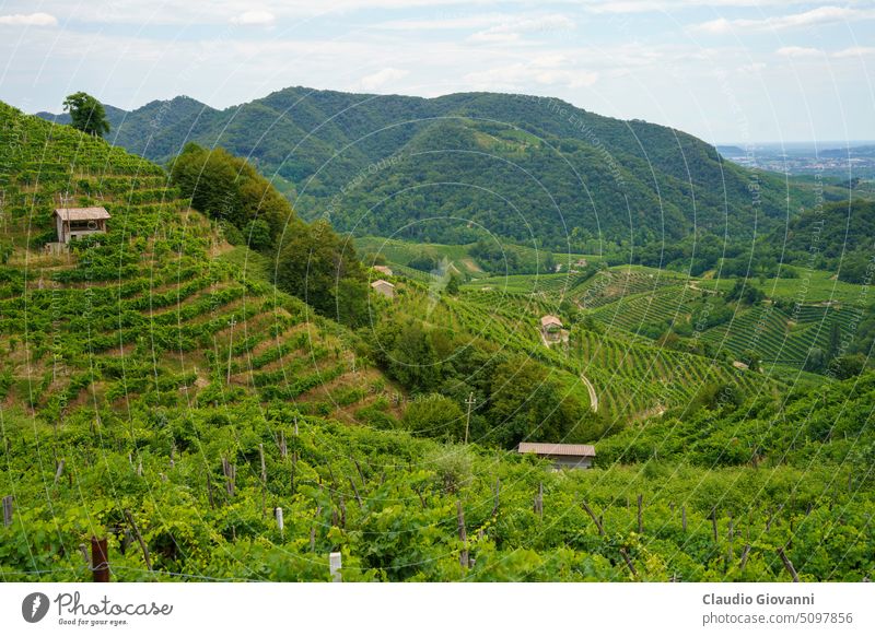 Vineyards along the Road of Prosecco e Conegliano Wines Europe Italy Santo Stefano Treviso Unesco World Heritage Valdobbiadene Veneto agriculture color green