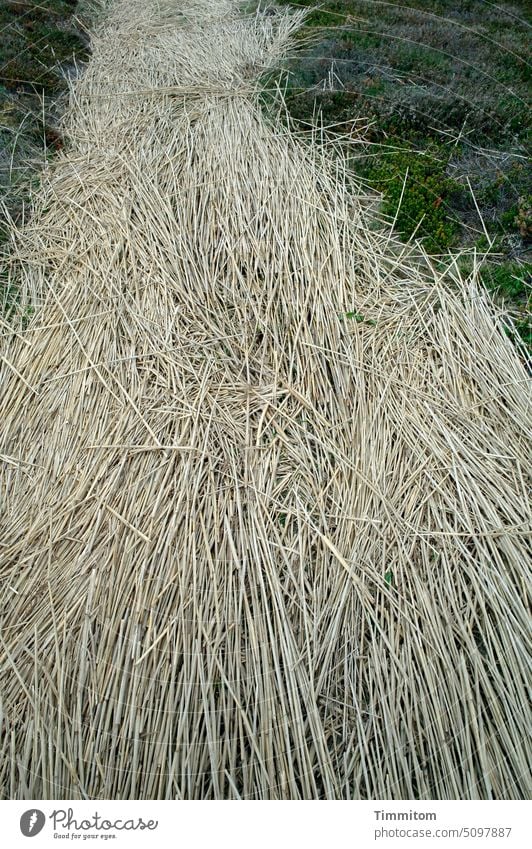 Thousands of stalks are to be committed off path Straw Protection vegetation Green Landscape Rural conservation Nature Exterior shot Deserted Lanes & trails