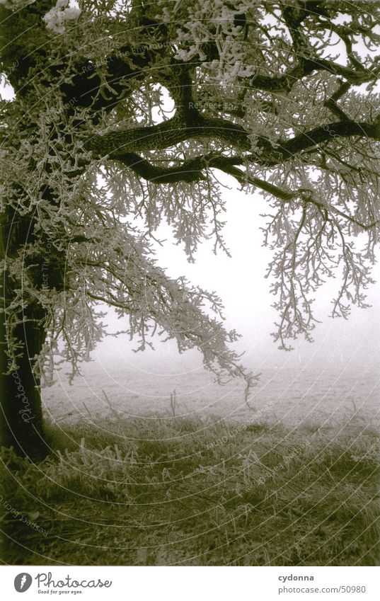 tree Tree Winter Hoar frost Cold Impression Meadow Fog Romance Loneliness Black & white photo Frost Snow Branch Landscape