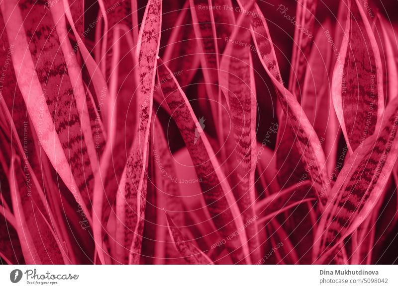 Viva magenta trendy color palette. New color of the year 2023. Red magenta tones and shades. Magenta floral background. texture viva backdrop template flower