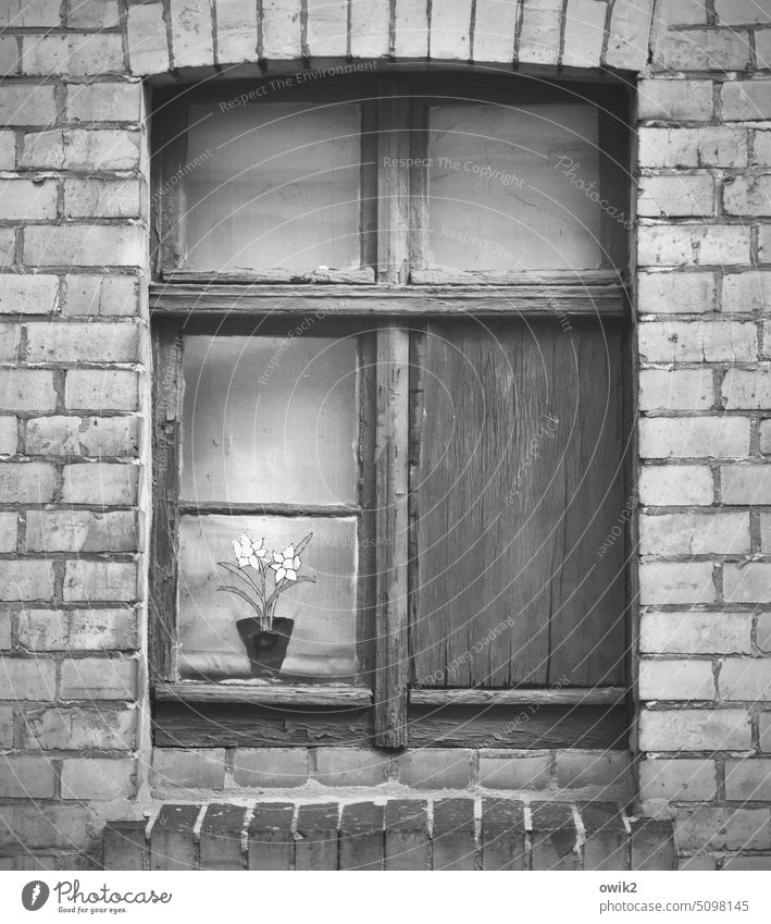 Everything used to be better Window House (Residential Structure) Living or residing Facade Old Flower Artificial flowers Weathered Wall (building) aged Detail