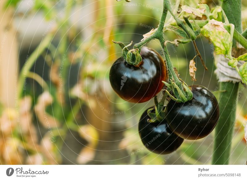 Black Growing Organic Tomato. Homegrown Tomatoes In Vegetable Garden vegetable-garden healthy tomato product colour farming one bush organic stall crop plant