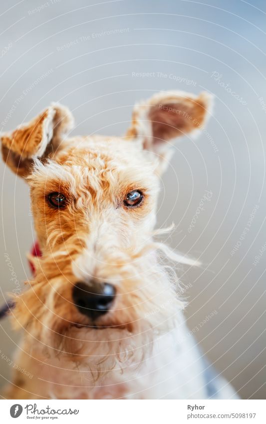 Wire Fox Terrier Close Up Portrait terrier little dog attentive looking portrait mammal pedigree pet one beard pedigreed fox terrier breed brown face young