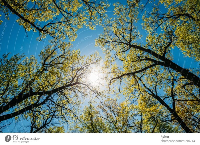 Sun Shining Through Canopy Of Tall Trees With Young Spring Folliage Leaves. Sunlight In Deciduous Forest, Summer Nature. Branches Of Woods beautiful branch