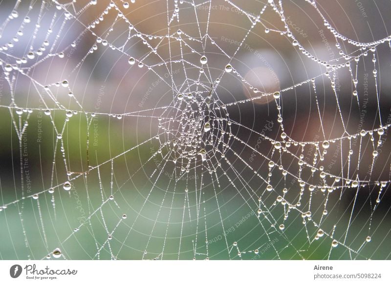 Nature connected | spun and wetted Spider's web Drops of water Trickle Net structured Dew Wet Network Moistened cross-linked interconnected