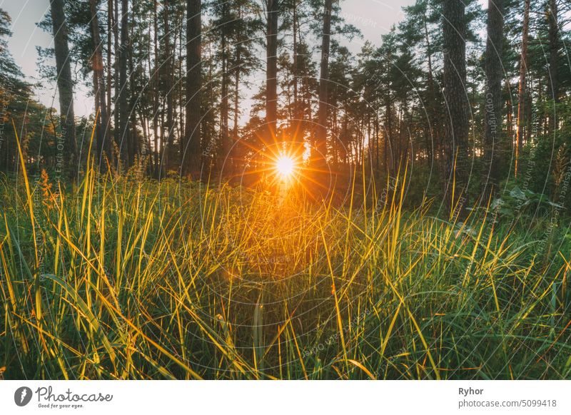 Beautiful Sunset Sunrise Sun Sunshine Through Green Grass In Sunny Summer Forest. Sunlight Sunbeams In Fresh Forest Grass sunset sunshine forest europe dawn