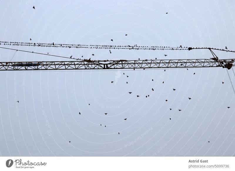 On a crane migratory birds meet for departure to the south Migratory birds Stare Starling Crane Autumn Sky meetings Flying Meeting point Many animals Wildlife