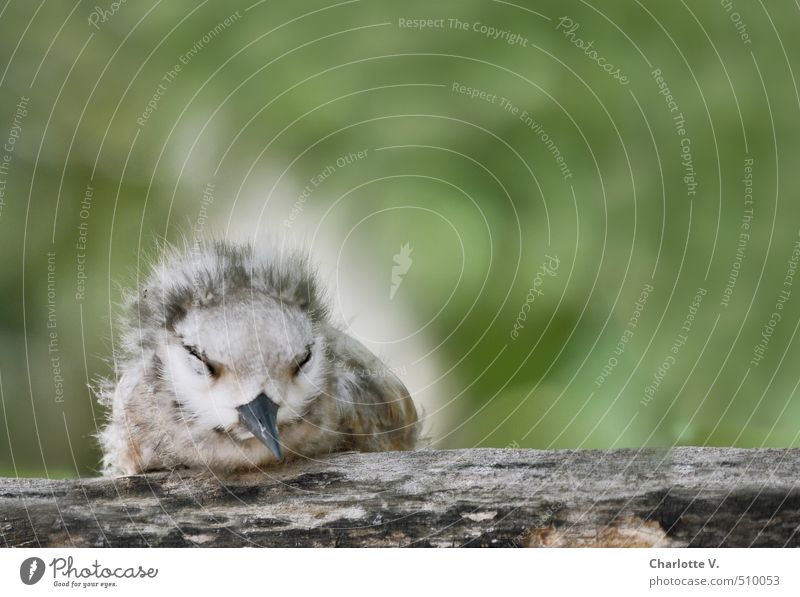 tired Nature Animal Wild animal Bird Chick 1 Baby animal Fuzz Wood Relaxation Crouch Sleep Sit Cuddly Small Round Soft Gray Green White Emotions Contentment