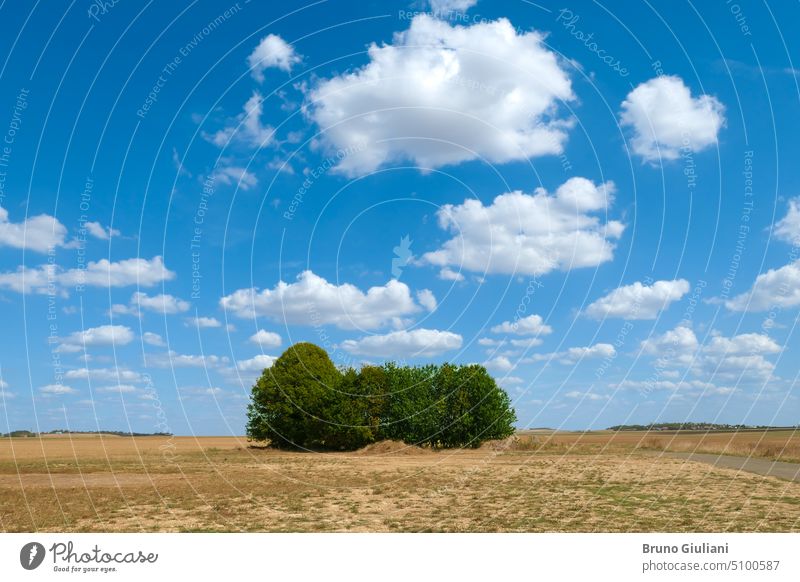 Isolated trees in the middle of the countryside. Nature landscape with fields. environment agriculture clouds cumulonimbus drought green horizon meadow