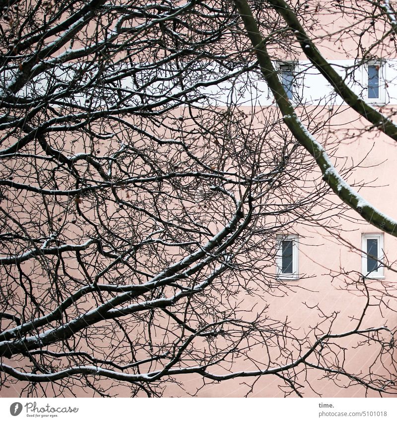 veiled | winter and summer Window branches Winter Facade Snow opaque obscured Tree House (Residential Structure) Pink Twig Nature dwell Screening Wild urban