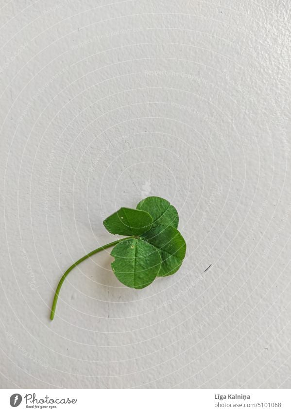 Four leaf lucky clover Clover Happy Plant Cloverleaf Good luck charm Four-leaved Four-leafed clover Green Close-up Symbols and metaphors Leaf Nature