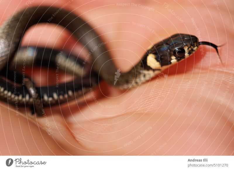 A young grass snake in a human hand Macro & Close-ups Snake Ring-snake Fragile Man&Nature