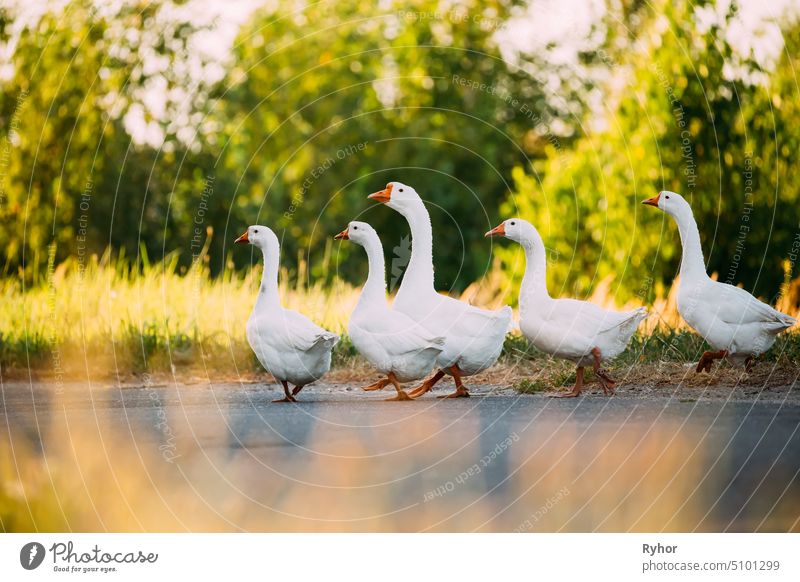 White Geese Crossing The Road In The Countryside. outdoor outside white goose rural geese group farming domestic walk breeding bird agriculture summer