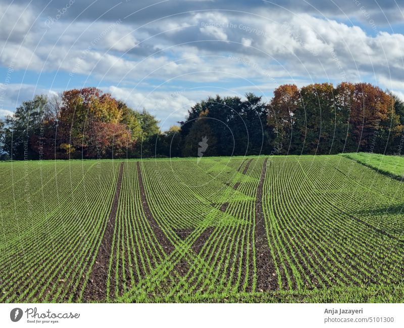 Agriculture in autumn: pattern of young seed with group of trees and clouds Wetterau Arable land Nature pattern Seed rows Agriculture and art Clouds