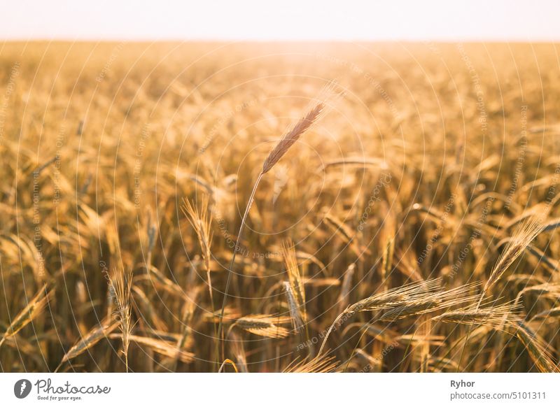Young Wheat Ears Growing In June Agricultural Field plantation sunny scene crop light summer agriculture spica sunlight farm rural wheat yellow nobody growing
