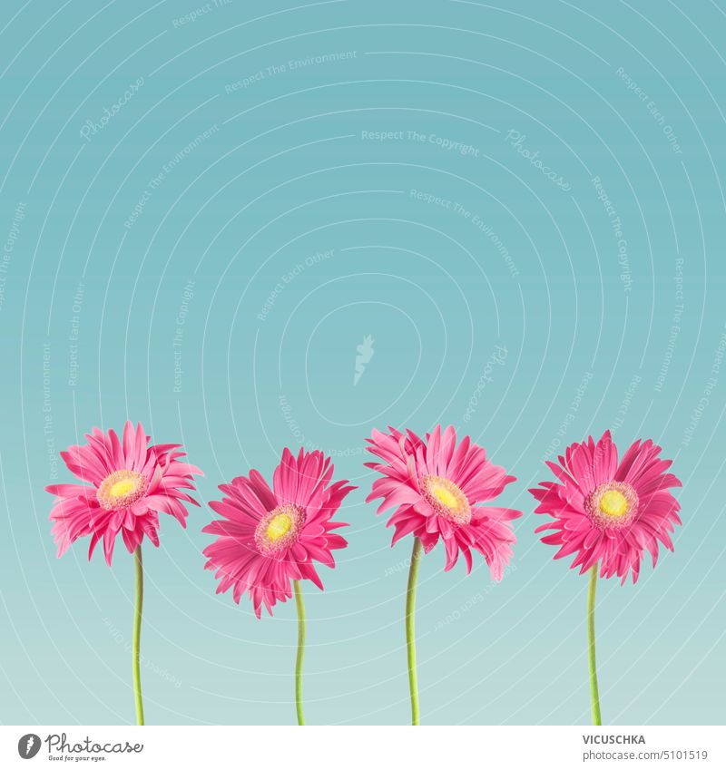 Pretty pink Gerbera daisies at blue background, front view. Border pretty gerbera border holiday mother day romantic object petal flora space floral bright