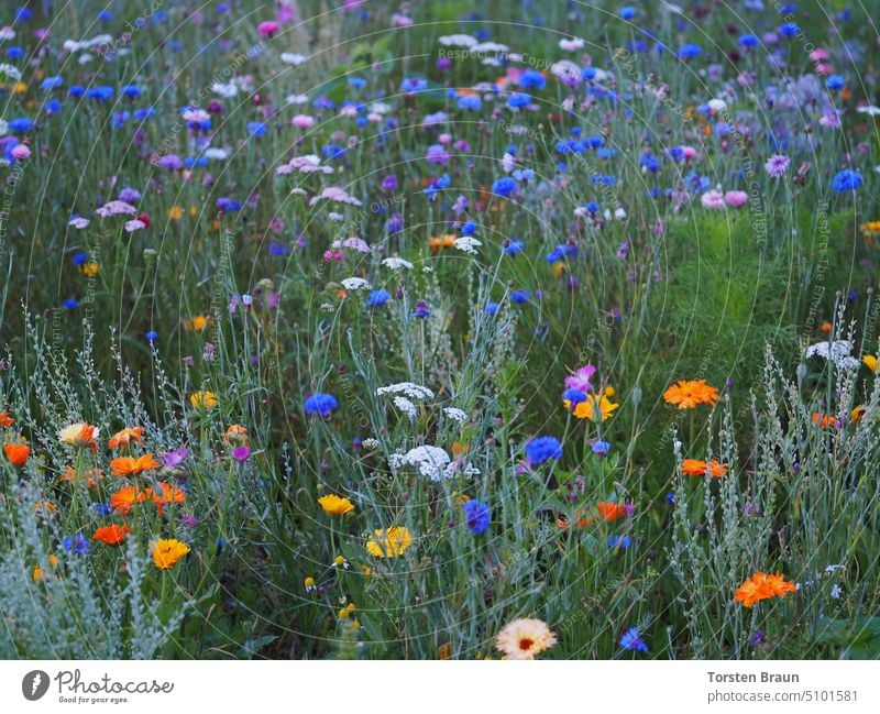 Insektenparadies – bunte Blühwiese für Bienen und andere Pflanzen Blumen Kräuter Blüten blühende Wiese Bienenparadies Brachfläche Bereicherung Natur Naturschutz