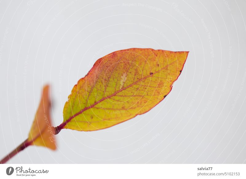 Leaf with autumn color against white background Autumn Winter Autumnal colours Blueberry leaves Plant Colour photo Neutral Background Contrast Deserted Nature