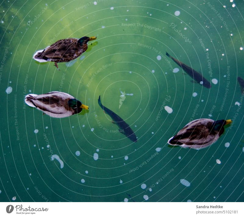 Above and under water ducks fish Water Pond Nature Exterior shot Colour photo Environment Group of animals Animal Deserted Fish