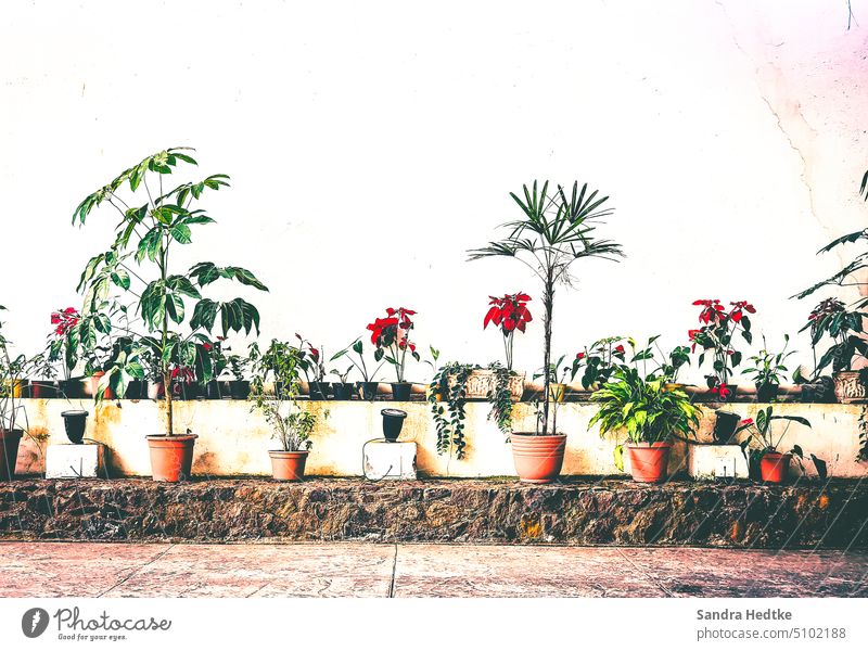 Plant gallery Pot plant Potted flower Flower Garden Still Life Colour photo Deserted Warmth