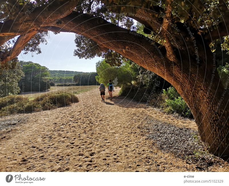 Trekking tour on the island of Menorca Balearic Islands Europe Tourism Vacation & Travel Spain Hiking trekking Nature Landscape Summer Exterior shot trees