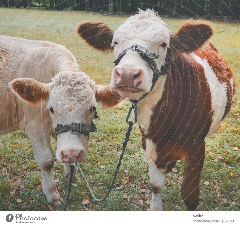 verbalized Young bulls Animal portrait Pair of animals two cattle Oxen shaggy Observe Animal face Looking Looking into the camera Exterior shot Curiosity look