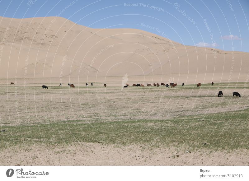 in the land of mongolia the nature camp kazakh nomad desert walk vast park hill arid country journey idyllic countryside scenery ulaanbaatar culture environment