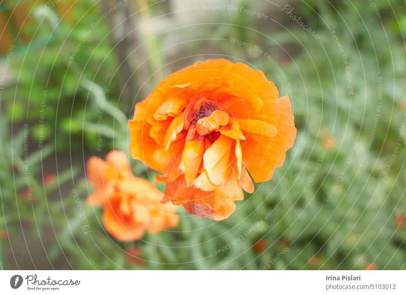 Orange flowers of Papaver rupifragum Double Tangerine Gem Poppy Double Tangerine Gem in the garden. Summer and spring time. agriculture background beauty black