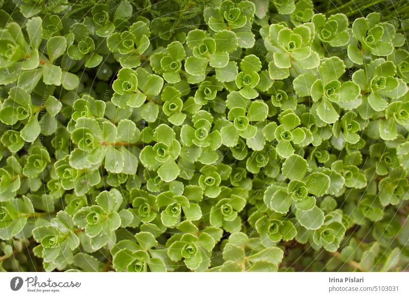 Green plant of ‘John Creech’ stonecrop, Sedum Spurium Summer Glory Green Roof Plants in the garden. Summer and spring time. bloom blooming blossom blossoming