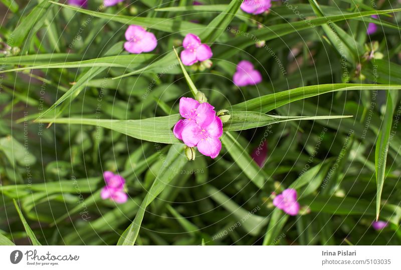 Close up of many small blue flower and green leaves of Tradescantia Virginiana plant, commonly known as Virginia spiderwort or Bluejacket in a sunny summer garden, beautiful outdoor floral background