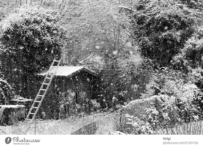 Snow flurry - thick snowflakes fall on trees, bushes and garden house with ladder Snowfall snow flurries Winter chill Garden Gardenhouse Tree shrub flocculate