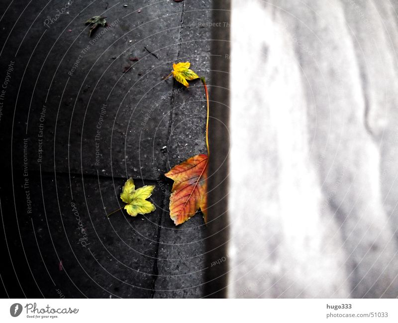 Falling leaves... Wood Autumn Leaf Accidental Red Yellow Green Gray Stone Bench Lie carnumm To fall