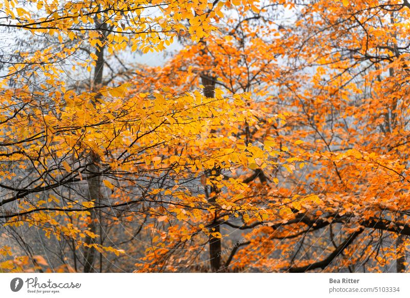 Golden autumn leaves on trees Odenwald Autumn Forest Nature Landscape Exterior shot Tree Environment Colour photo Deserted Plant naturally autumn light Autumnal