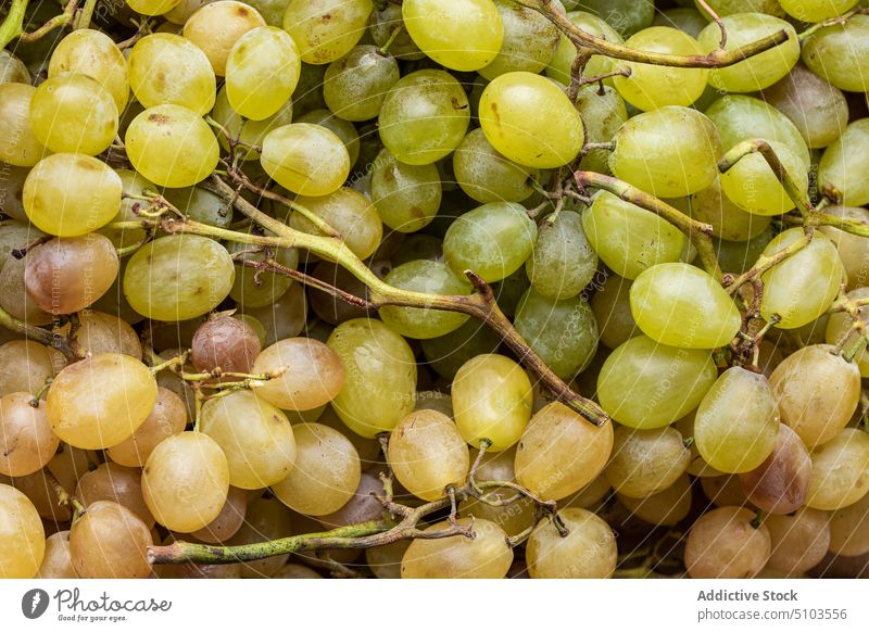 Fresh grapes on branch fruit vine sweet background fresh ripe delicious healthy food nutrition agriculture bunch many nourishment season meal minimal natural