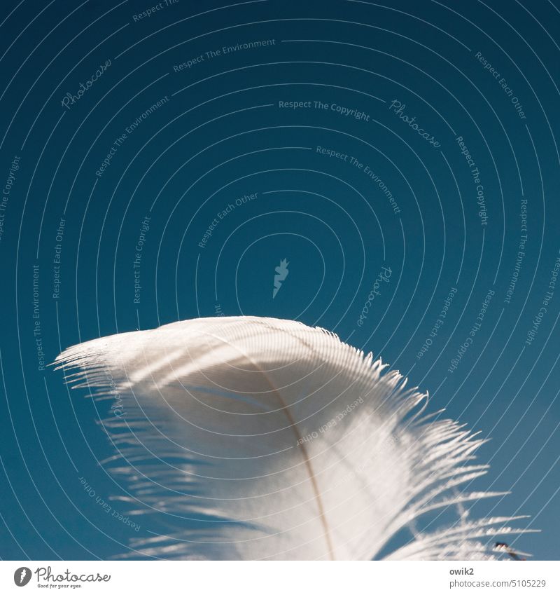 Feather White Wind Detail Close-up Delicate Fine Flexible Ease Near Thin Small Movement Tiny hair Cloudless sky Deserted Exterior shot Colour photo