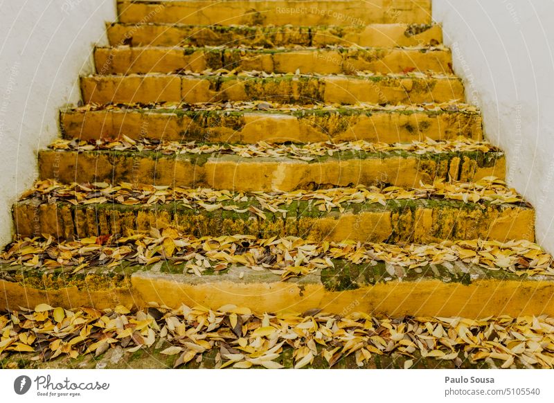 Yellow stairs with autumn leaves Stairs Autumn Autumnal Autumn leaves Autumnal colours fall Autumnal weather Transience Seasons autumn mood Early fall Nature