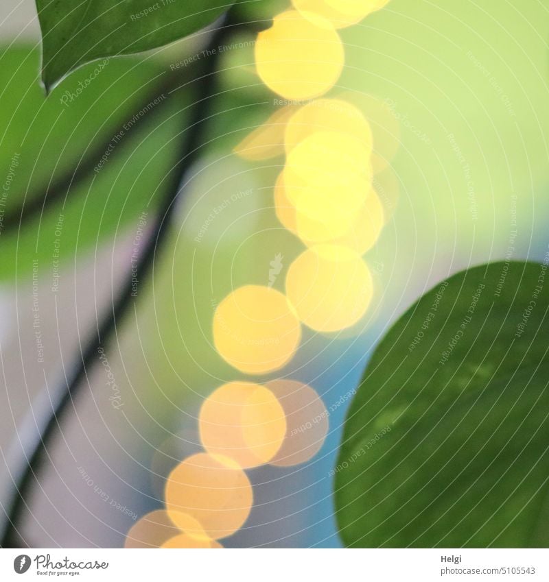 Light dots between green leaves of a houseplant light points bokeh Plant Leaf Detail detail Tendril Interior shot Illuminate Green Yellow Gray Blue